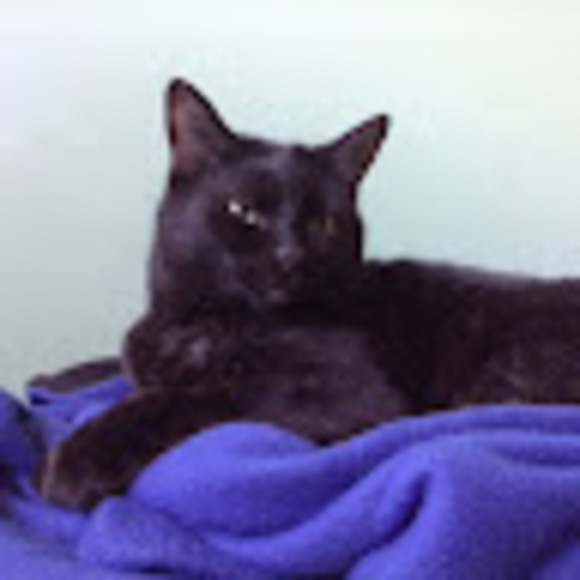 Meet your Posher, Sam - Picture 1 of 1